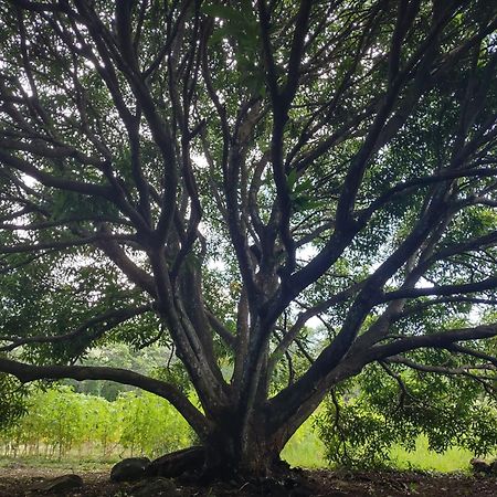 Finca Mystica Mérida Kültér fotó
