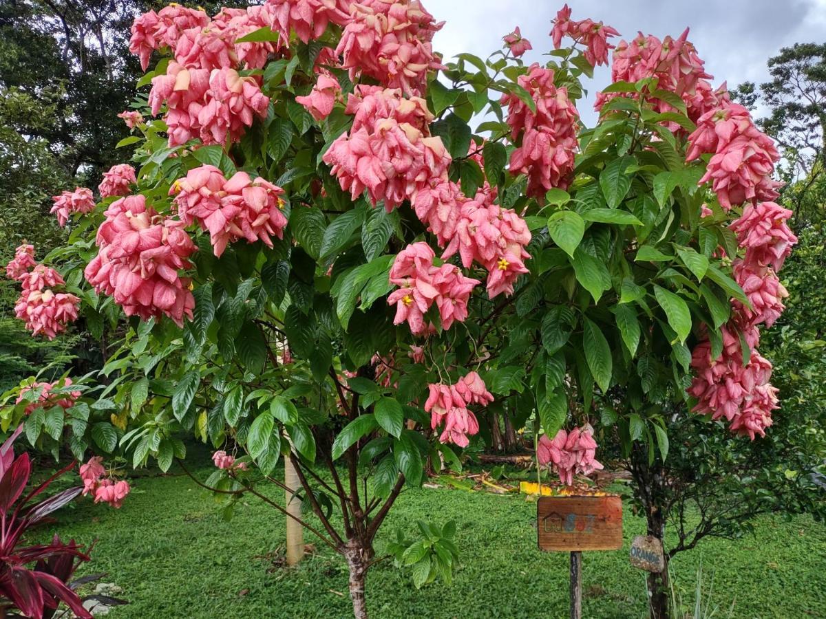 Finca Mystica Mérida Kültér fotó