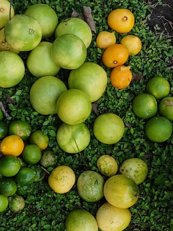 Finca Mystica Mérida Kültér fotó