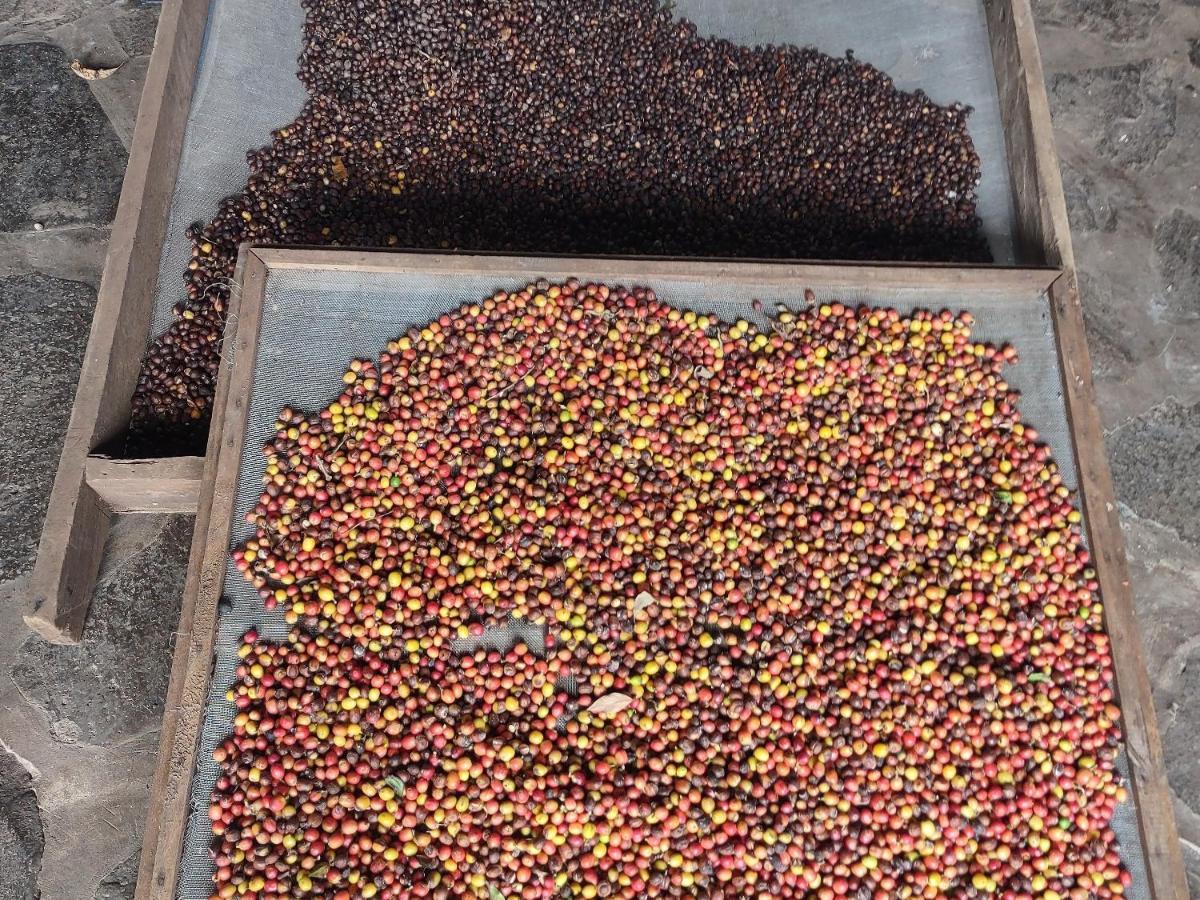 Finca Mystica Mérida Kültér fotó