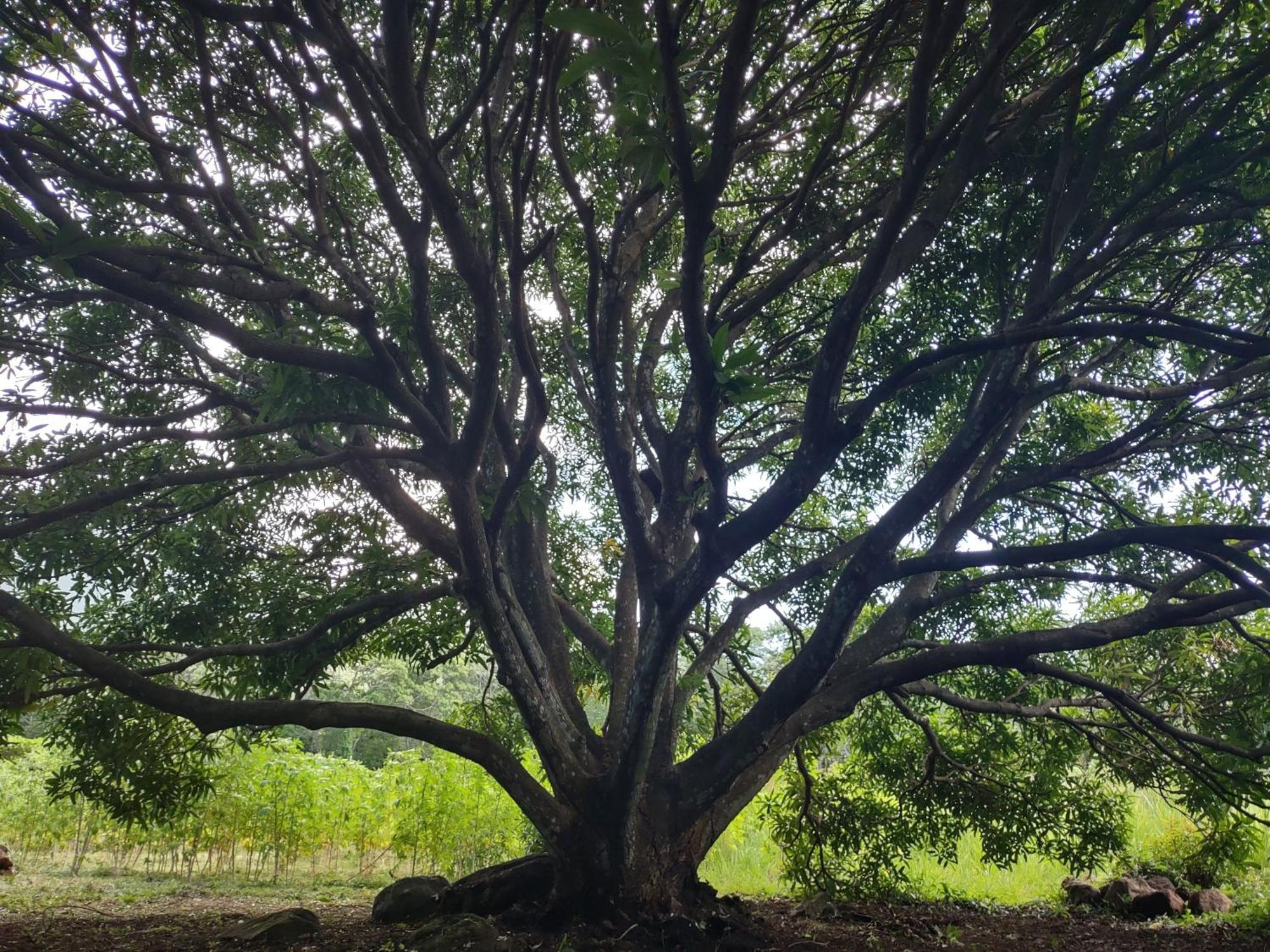 Finca Mystica Mérida Kültér fotó
